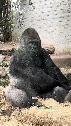 Gorillas up close at Zurich Zoo 🦍 | Majestic moment with a real silverback