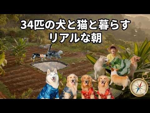 標高1500mの農園で、34匹の犬と猫と暮らすリアルな朝
