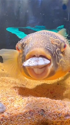 A fish with a beak