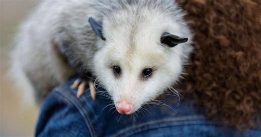 Heritage Farm to begin wildlife rehabilitation program this spring