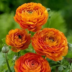 25 Orange Ranunculus Bulbs Spring Planting - Buttercup Flower Bulb Value Bag - Plant in Gardens, Containers & Flowerbeds - Easy to Grow Perennial Flowers Bulbs by Willard & May