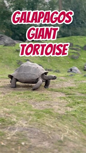 Galápagos Giant Tortoise on the Move at the Houston Zoo 🐢 #GalapagosTortoise #GiantTortoise #zoo