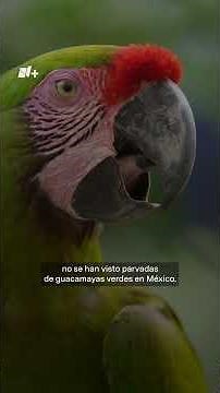 Inside Mexico's Largest Green Macaw Breeding Center