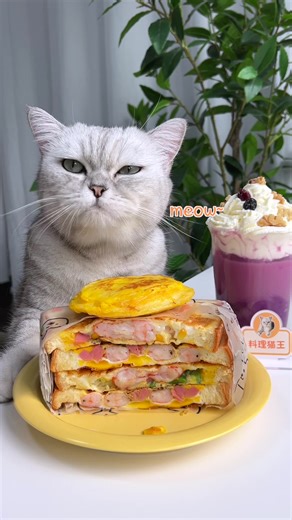 Cat Cooking Breakfast: Fun Sandwich Maker Recipe