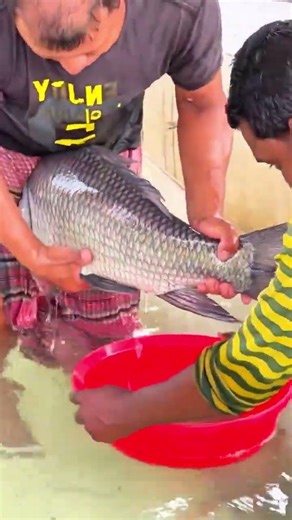 Vietnam Big Catol Fish Breeding System #shorts