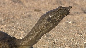 Surviving as a Softshell Turtle in Eastern Russia | Britannica