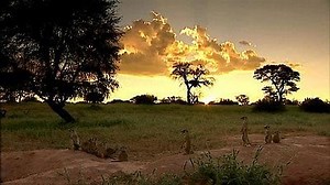 Watch Meerkat Manor Season 2 Episode 10 - Balance of Power