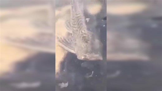 Bizarre! Video of 'headless' fish swimming in pond goes viral