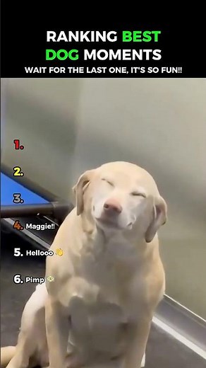 HAPPY Dogs: Dogs Being Funny Part 300 😂😂