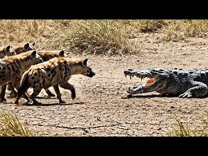 Life of a Crocodile Predator’s Journey