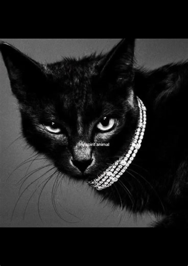 Discover the Magic of Black Cats as Spirit Animals