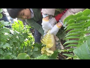 江戸時代から続く東京の伝統野菜 「練馬大根ひっこぬき大会」