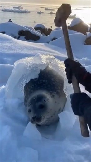 A surreal and heart-wrenching sight at the frozen shoreline! 😰 While patrolling the icy coast, I discovered this adult seal completely immobilized on the snow. He was a living statue—his entire body, from his whiskers to his flippers, was sealed under a heavy, crystalline shell of ice and frost. Locked to the ground and unable to move even an inch, his faint breath was the only sign of life left. Watch this intense POV rescue as I use a hammer to carefully shatter the frozen prison. Witness the