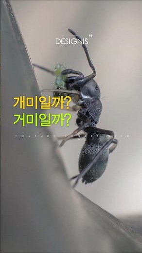 개미일까? 거미일까? 온보개미거미 먹방 접사영상 #깡충거미 #곤충 #쇼츠