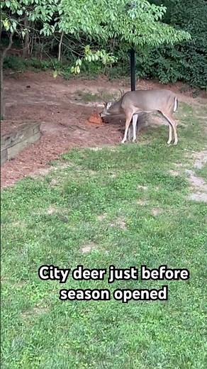 Urban Giants: Hunting Massive Whitetails in the City