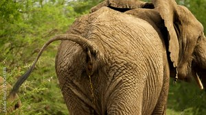 Close up of adult African elephant anus defecating while walking quickly away with tail raised