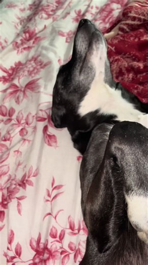 Romeo is putting in the work 🤣#10K #roadto10k #fypシ゚viral #fyppppppppppppppppppppppp #dogsoftiktok