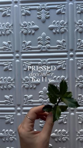 pressed holly 🌿 the december birth flower, & in victorian times was to represent foresight. it has a “festive spirit & in the darkest days of winter it encourages us to be of good cheer, to celebrate the continuity of life, & to welcome all that is to come.” ❣️ | Framed Florals