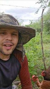 A cerca do piquete da Galinhas #granjamascarenhas #galinhacaipira #vidanaroça