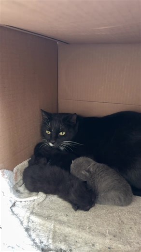 Call me a crazy cat lady now. The kittens are a week old tomorrow. 🖤🖤🖤🩶 My plans for mama is to get her fixed as soon as the kittens are 8 weeks old. I hope to find everyone responsible, safe, loving homes. #TNR #kittenseason