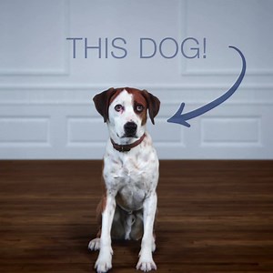 100% compatibility may be slightly overrated. Downward Dog's special premiere is Wednesday 9:30|8:30c on ABC! | Downward Dog