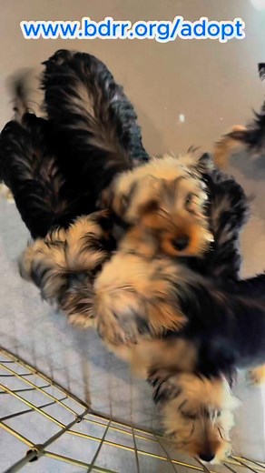 We’ve just completed a rescue mission in Missouri, bringing back a wonderful group of Yorkshire Terriers in need of a second chance. These sweet dogs are now safe and settling in, each one eager to find a place they can finally call their own. With their unique personalities and affectionate nature, these Yorkies are ready to bring joy to the right family. 🤍 If you’ve been looking for a loyal companion, one of these adorable dogs could be the perfect fit! Stay tuned, as they will soon be availa
