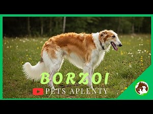 Meet the Majestic BORZOI: A Gentle Giant!