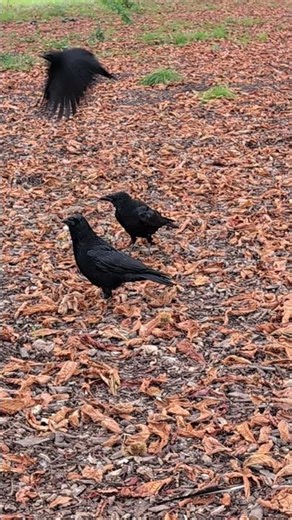 Three crows minus one 🐦‍⬛. #crow