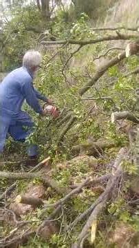 Step-by-Step Tree Felling with Chainsaw | Expert Woodcutter at Work#chainsawman