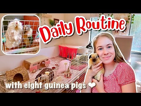 DAILY ROUTINE WITH 8 GUINEA PIGS! ☀🌙 // VLOG