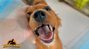 Homeless Dog Has Best Reaction To Her First Ever Bath