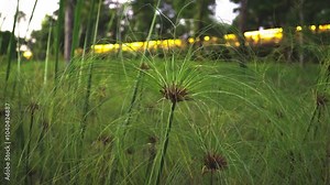 Egypt paper reeds (Cyperus papyrus L.)grow in the swamps in park. Stock Video