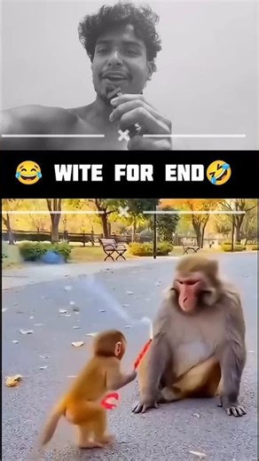 “Funniest Monkey Ever! You Won’t Stop Laughing 🤣 #shorts #comedy
