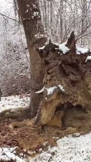 Catching a Red Fox!! #fox #trapping #trapped #predator #wildlife #nature #hunting #outdoors #redfox