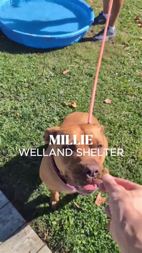 Meet Millie - One of our Longest Standing Dogs💜 Millie is one of our special dogs looking for her forever family during the MARS Global Adoption Weekend, October 3–5. Millie has been at our Welland shelter since September 3, 2024. At 4 years old, this beautiful red American Bulldog mix is bursting with energy, affection, and personality. Young at heart and full of life, Millie loves to run, play, and keep up with any adventure you have planned. But don’t let her energetic side fool you, she’s a
