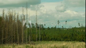 Spruce forests infested drought and attacked by the European spruce bark beetle pest Ips typographus, clear cut calamity caused by bark beetle due to global warming, influence of emissions, dry