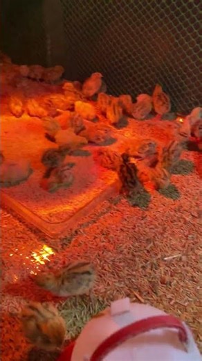 Baby Quails 🐥💕 #reels #youtubeshorts #quail