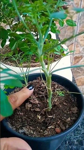 How to plant Rue? It's not difficult