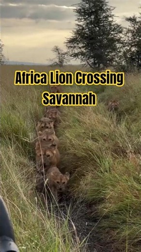 Wild Africa Lions Crossing the Savannah | Wildlife Shorts