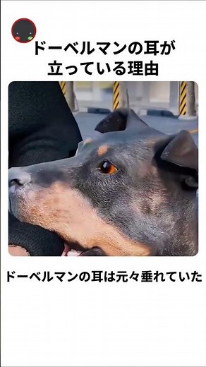 ドーベルマンの耳が立っている理由