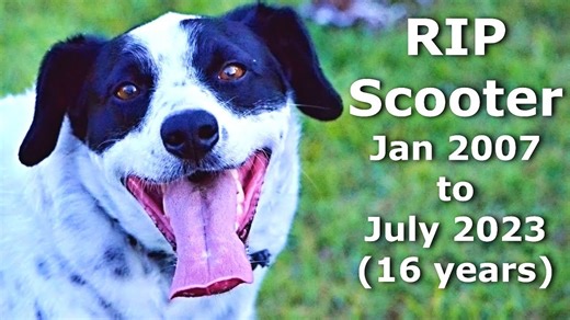 A tribute scooter & all loved dogs everywhere 🐕 ❤️