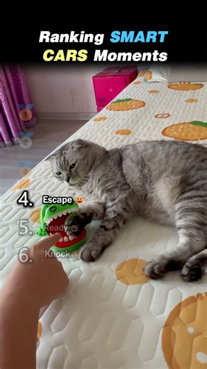 Ranking SMARTEST CAT Core Moments!! 🐱🧠