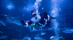 Santa Claus joins sharks for a holiday swim at a Rio de Janeiro aquarium