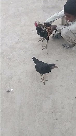 Java Rooster 🐓 javaaseel Han 🐔