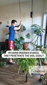 12K views · 161 reactions | I thought about using a moss pole, or a...