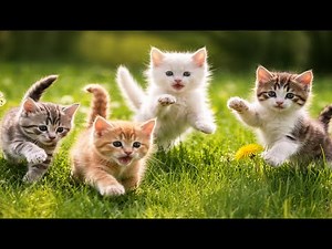 🐈🍃 Lovely Kittens Running & Playing on Fresh Green Grass | Relaxing Cat Sounds
