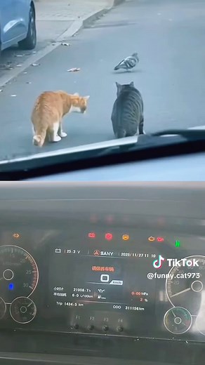 Funny Cat vs Horn: Hilarious Moments Captured