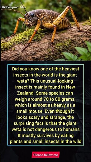 Giant Weta – One of the Heaviest Insects in the World#GiantWeta#InsectFacts#WildlifeFacts#NatureFact