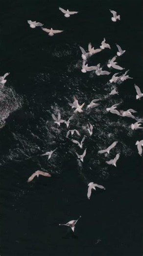 Beautiful & Majestic Minke Whale, Feeding in the Moray Firth, Scotland.