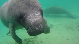 Where to See Manatees and Dolphins in Daytona Beach
